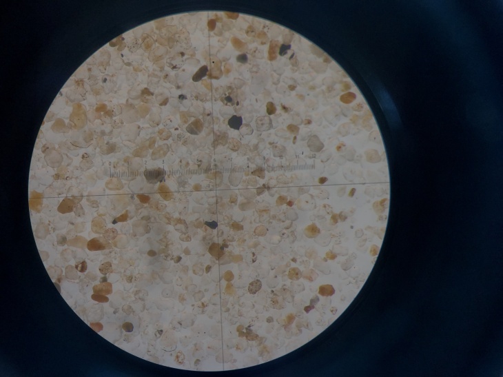 Sand grains collected from a German Bight sediment core taken during the HE541 cruise, as seen through a microscope (Van Dam et al., 2022, Biogeosciences)