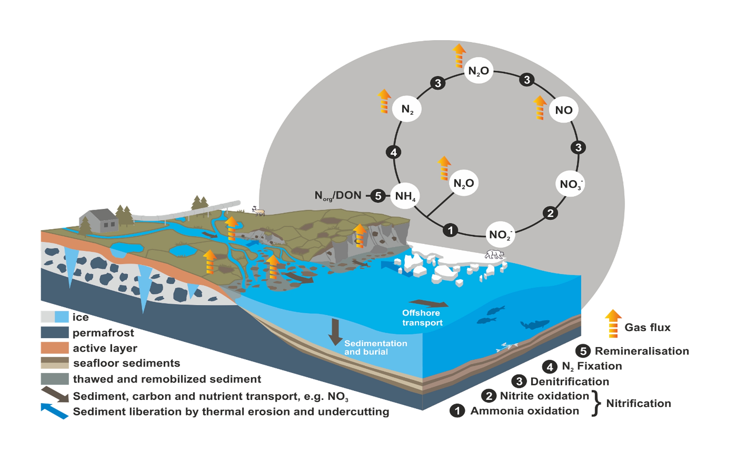 Nitrogen release and permafrost dynamics in a changing climate Review